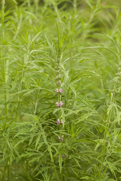 Leonurus Sibiricus Běžně Nazývaný Honeyweed Nebo Sibiřský Motherwort Druh Jednoděložné — Stock fotografie