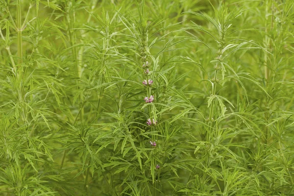 Leonurus Sibiricus Běžně Nazývaný Honeyweed Nebo Sibiřský Motherwort Druh Jednoděložné — Stock fotografie