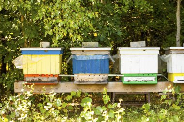 Arılar girişinde kovana geri uçmak.