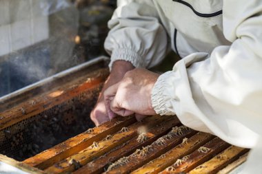 Arı yetiştiricisi arılarla ve arı kovanlarıyla çalışıyor.