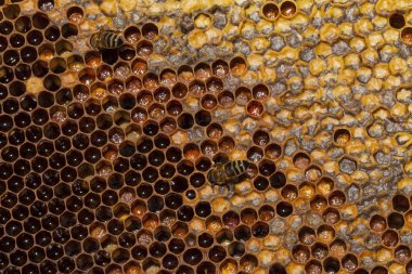 Çalışma arılar petek üzerinde. Arıcılık kavramı. Sağlıklı gıda.