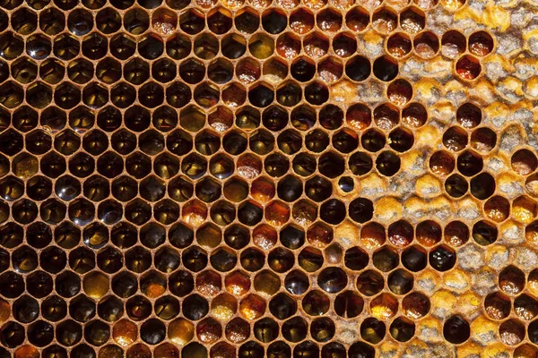 Dolgozó Méhek Méhsejt Méhészeti Fogalmat Egészséges Táplálkozás — Stock Fotó