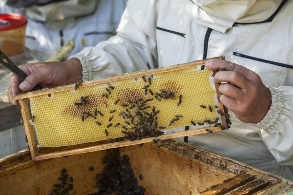 Arı Yetiştiricisi Arılarla Arı Kovanlarıyla Çalışıyor — Stok fotoğraf