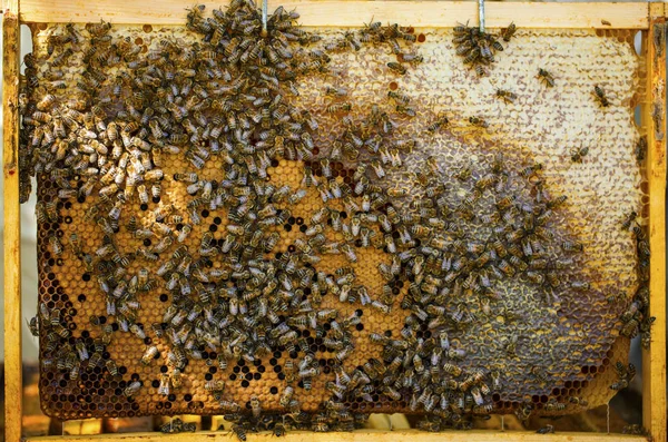 蜂窝上的工作蜜蜂 养蜂的概念 健康食品 — 图库照片
