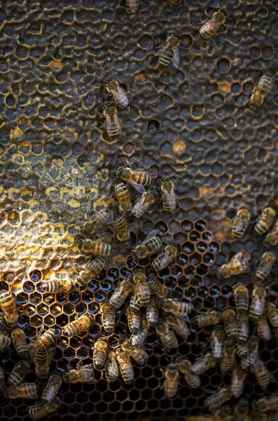 蜂窝上的工作蜜蜂 养蜂的概念 健康食品 — 图库照片