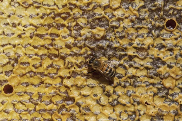 Arbeitsbienen Auf Waben Imkerkonzept Gesunde Ernährung — Stockfoto