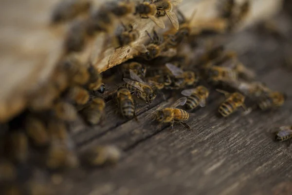 Les Abeilles Volent Entrée Ruche — Photo