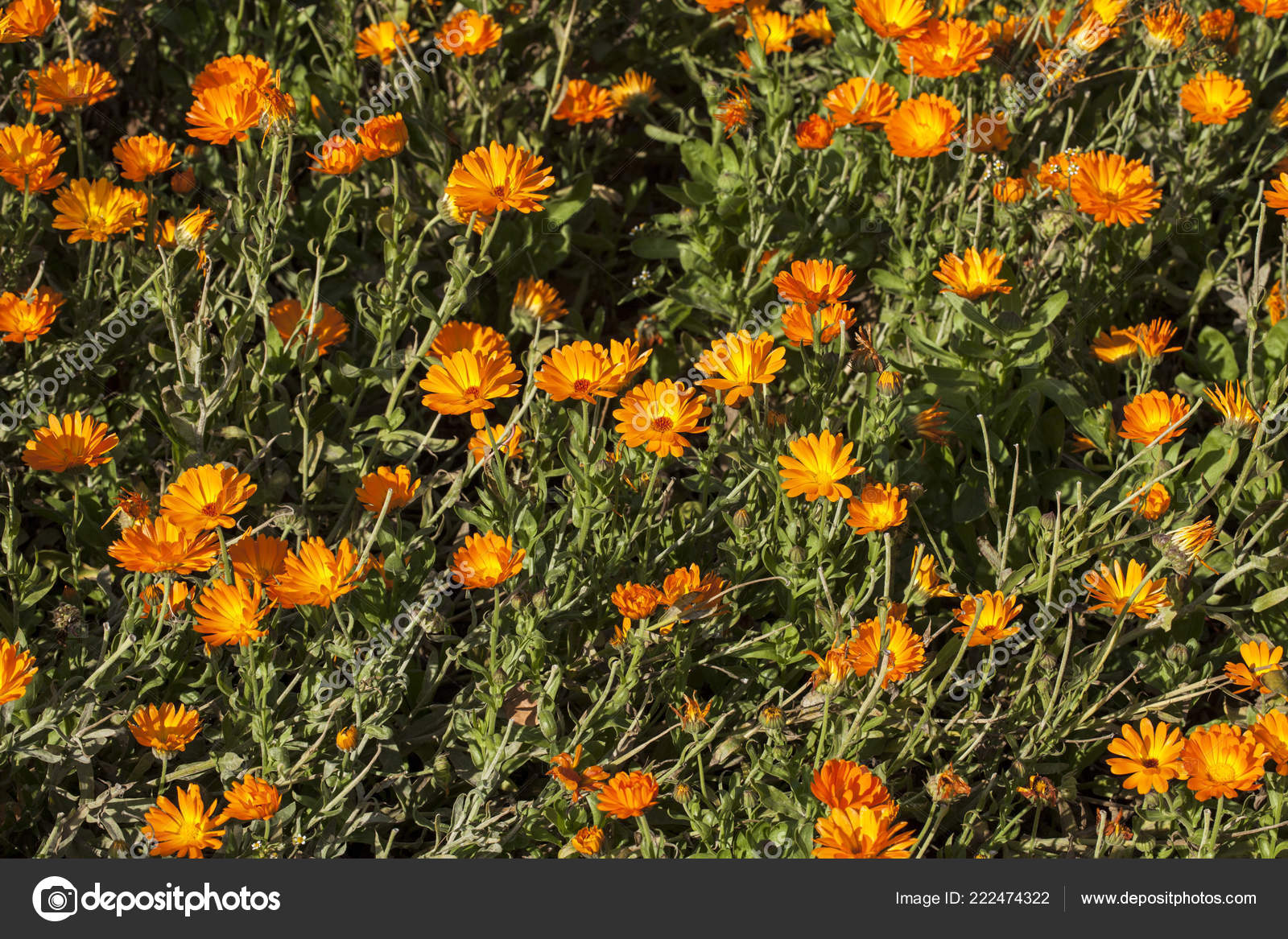 Calendula Officinalis Pot Marigold Ruddles Common Marigold Scotch Marigold Plant Stock Photo Image By C Fotomem