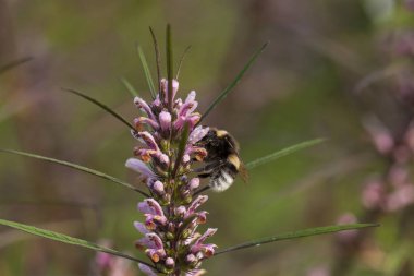 Leonurus sibiricus, yaygın honeyweed veya Sibirya motherwort, denilen bir otsu bitki türü Çin, Moğolistan, yerli ve Siberia.It esrar alternatif olarak kullanılır.