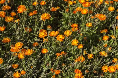 Calendula officinalis, kadife çiçeği (