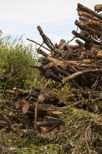 Large Stack Timber Forest Waiting Turned Biofuel — Stock Photo, Image