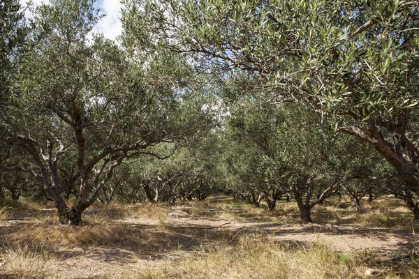Zeytin ağaçları alanları. Büyük zeytin tarlaları dağlar. Crete, Yunanistan