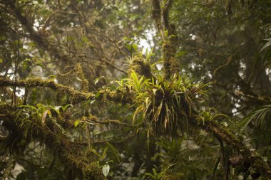 Görüntü güzel parazit bitki ve çiçek Monteverde bulut orman içinde ağaç üzerinde
