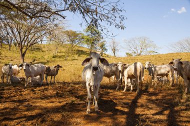 Zebu sığır arazide. Pasifik Sahil yakınındaki Samara, Kosta Rika