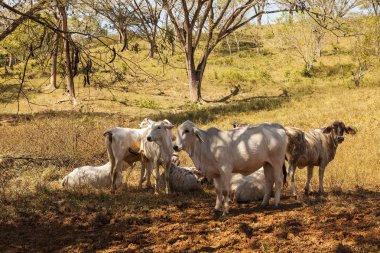 Zebu sığır arazide. Pasifik Sahil yakınındaki Samara, Kosta Rika