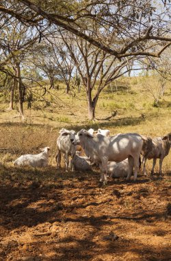 Zebu sığır arazide. Pasifik Sahil yakınındaki Samara, Kosta Rika