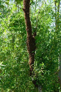 Sıcak bir yaz gününde kovanın içinden bir arı sürüsü fırladı ve bir ağaç gövdesine kondu. Arıcı kaçmalarını engellemek için nazikçe nane suyu sıktı..