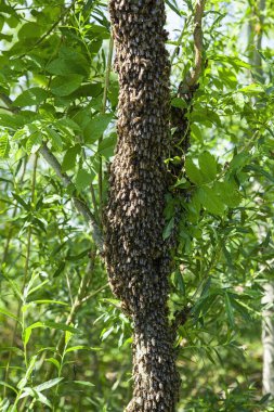 Sıcak bir yaz gününde kovanın içinden bir arı sürüsü fırladı ve bir ağaç gövdesine kondu. Arıcı kaçmalarını engellemek için nazikçe nane suyu sıktı.