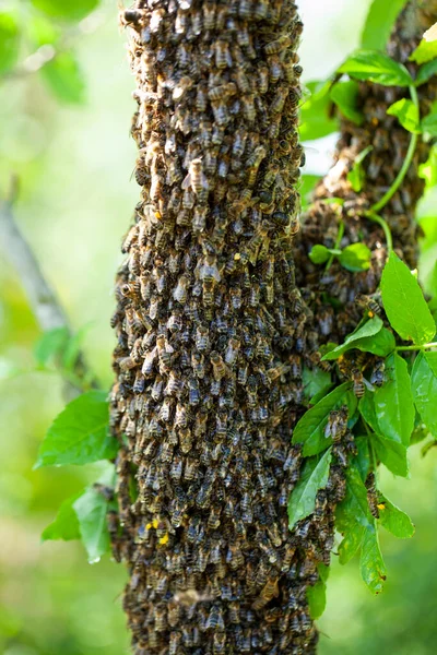 A swarm of bees flew out of the hive on a hot summer day and landed on a tree trunk. The beekeeper gently sprayed them with mint water to prevent them from escaping.