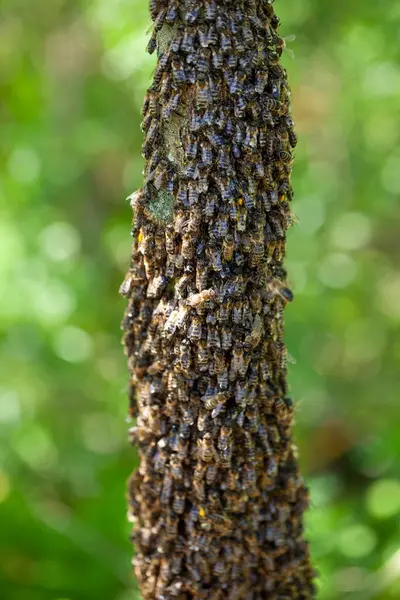 A swarm of bees flew out of the hive on a hot summer day and landed on a tree trunk. The beekeeper gently sprayed them with mint water to prevent them from escaping
