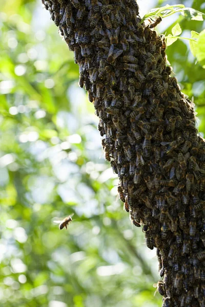 A swarm of bees flew out of the hive on a hot summer day and landed on a tree trunk. The beekeeper gently sprayed them with mint water to prevent them from escaping.