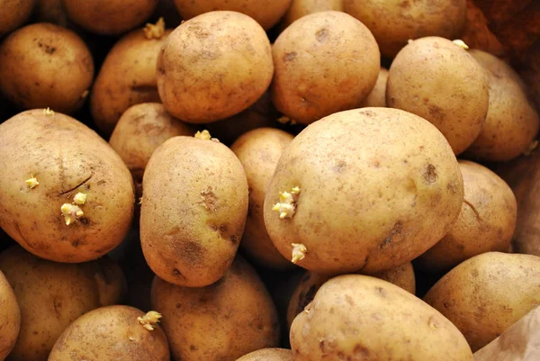Achtergrond Van Hele Verse Aardappelen — Stockfoto