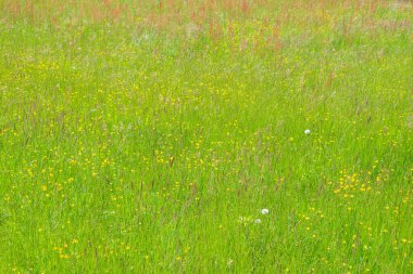 Bir sürü farklı çiçek açan bir yaz çayırı
