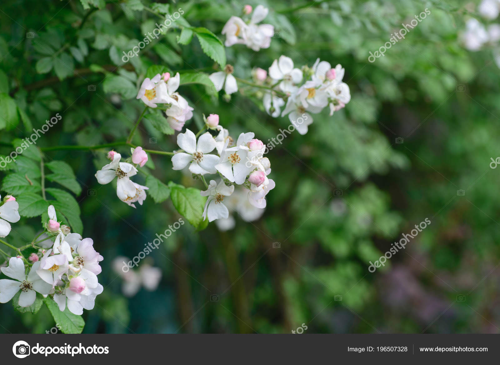 Twig Small White Wild Rose Flowers Stock Photo Aga77ta