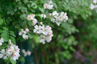 küçük beyaz yabani gül çiçek ile dal