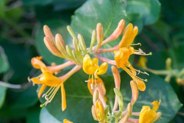 honnysucle çiçek makro seçici odak