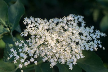 Beyaz elderbery çiçek makro seçici odak