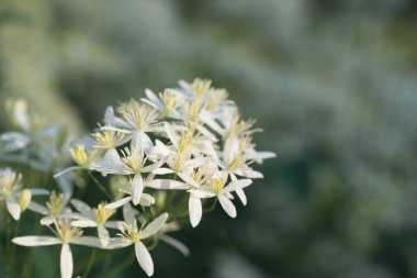 Bahçe makro içinde küçük beyaz çiçekler