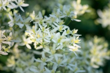 Bahçe makro içinde küçük beyaz çiçekler