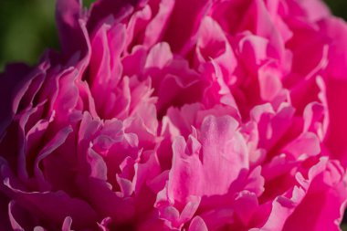 pembe peony çiçek yaprakları makro