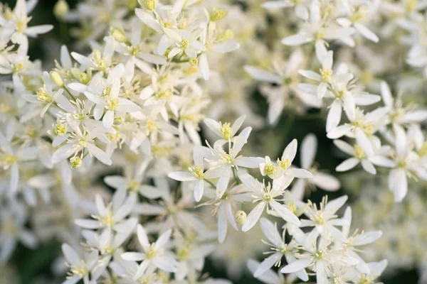 Bahçe makro içinde küçük beyaz çiçekler