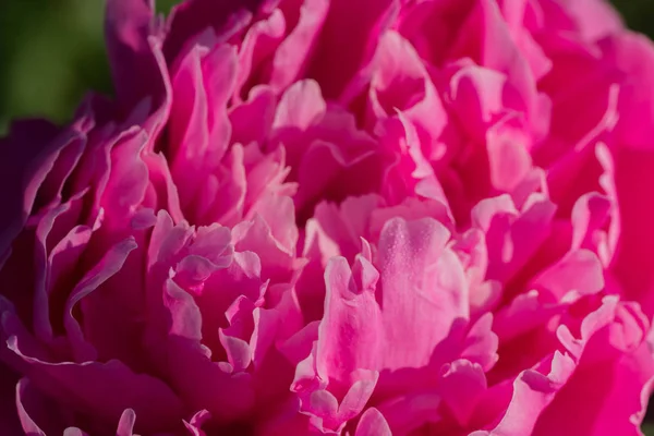 pembe peony çiçek yaprakları makro