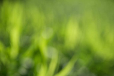 ufuk bulanık arka plan bahar yeşil yaprakları