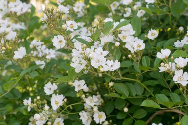 küçük beyaz yabani gül çiçek ile dal