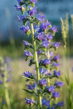 Echium vulgare - viper's bugloss, blueweed çiçek makro seçici odak