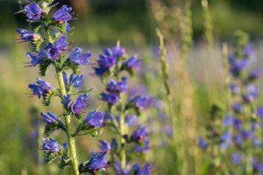 Echium vulgare - viper's bugloss, blueweed çiçek makro seçici odak