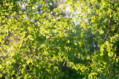synny gün arka plan bahar huş ağacı yaprakları