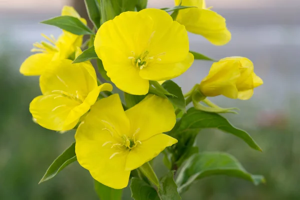 Večerní Petrklíč Suncups Sundrops Žluté Květiny Selektivní Ostření Makro — Stock fotografie