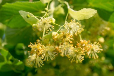 Limon Çiçekleri makro seçici odak
