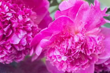 seçici odak pembe peony çiçek yaprakları makro su ile damla