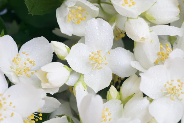 Gelsomino Fiori Bianchi Con Gocce Acqua Macro Fuoco Selettivo — Foto Stock