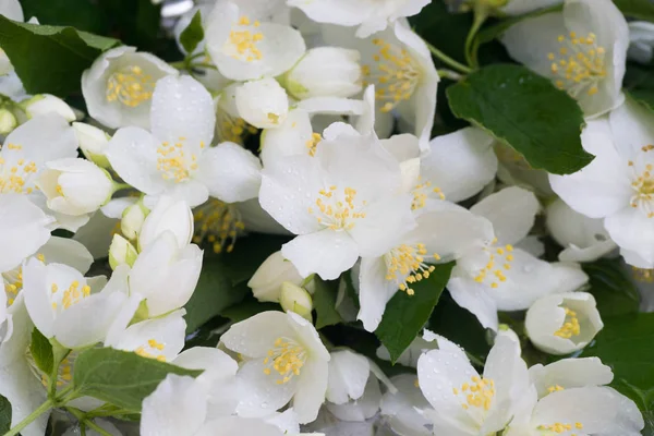 Жасминові Білі Квіти Краплями Води Макро Вибірковий Фокус — стокове фото