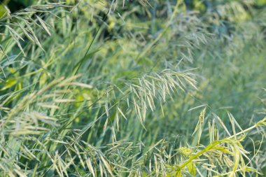 çiçeklenme yaz çayır makro seçici odak çimenlerde