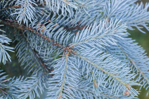 portre için Ladin ağaç dal