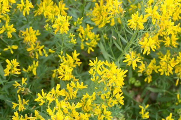 Flores Silvestres Amarillas Fabaceae Primer Plano Del Bosque — Foto de Stock