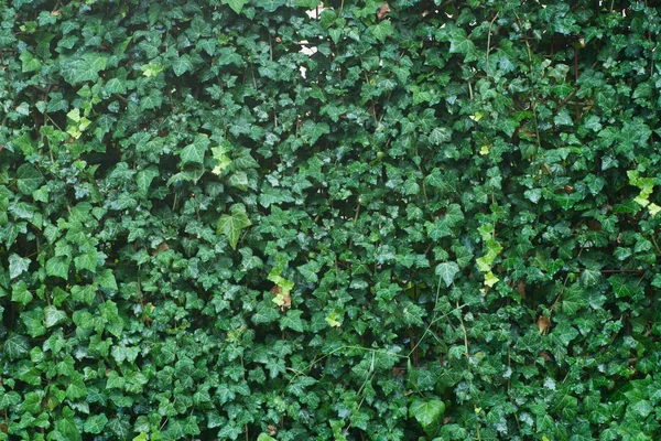 Green Ivy Leaves Rain Background — Stock Photo, Image
